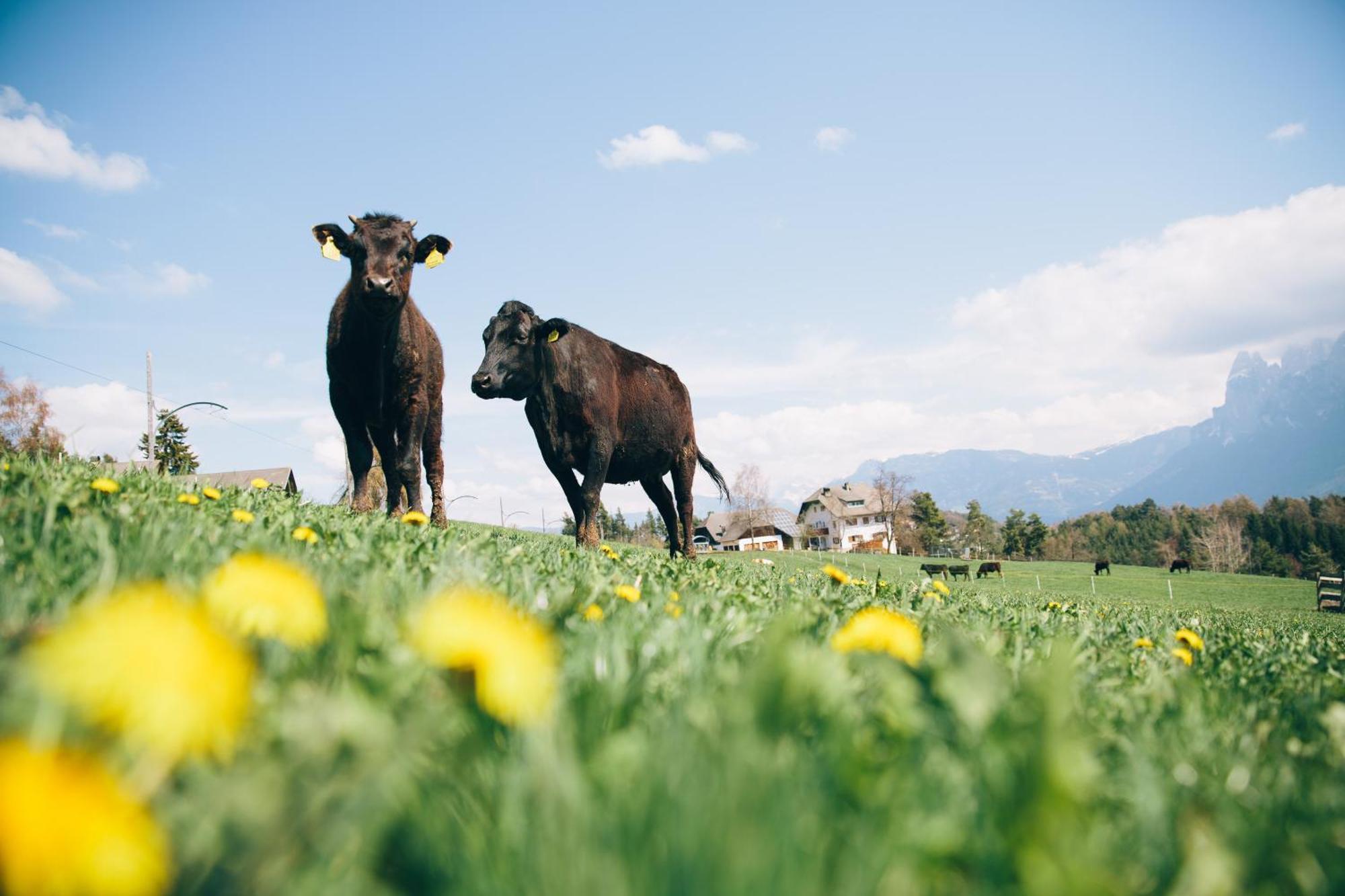 Alpin Farm Linde - Oberweidacherhof Collalbo Exterior foto