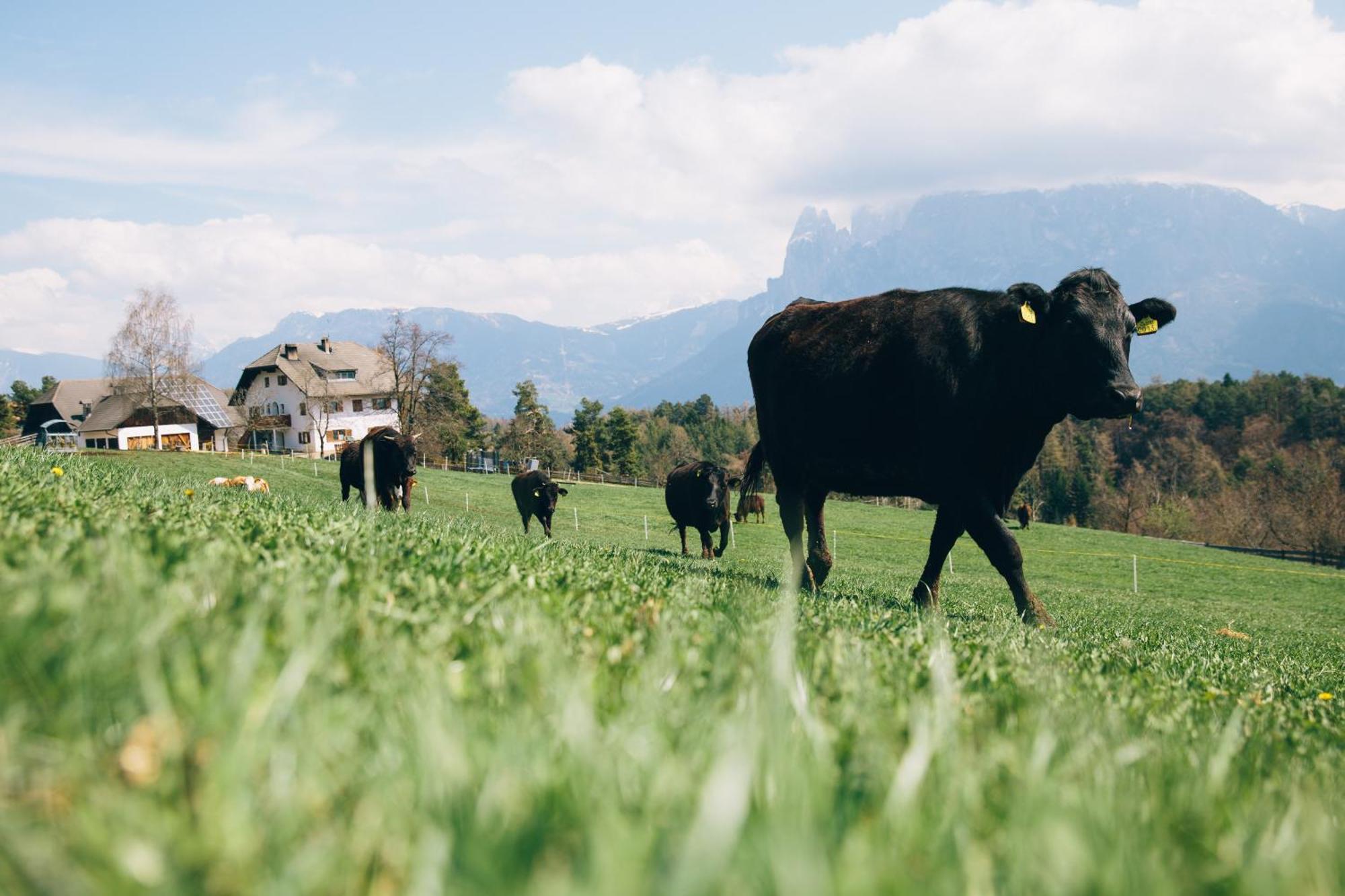 Alpin Farm Linde - Oberweidacherhof Collalbo Exterior foto